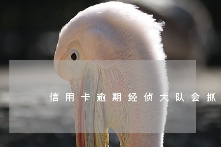 信用卡逾期经侦大队会抓人吗