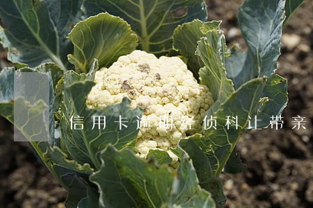 信用卡逾期经侦科让带亲属