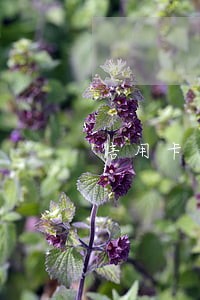 信用卡逾期经侦立案程序