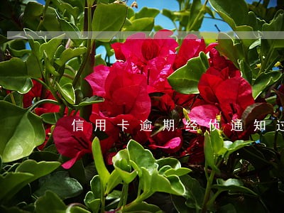 信用卡逾期经侦通知过去协商