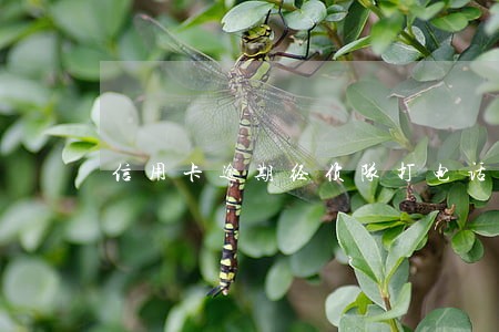 信用卡逾期经侦队打电话 信用卡逾期经侦队打电话