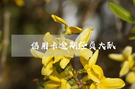 信用卡逾期经贞大队 信用卡逾期经贞大队