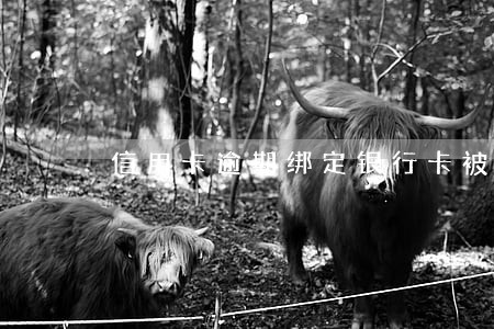 信用卡逾期绑定银行卡被扣 信用卡逾期绑定银行卡被扣