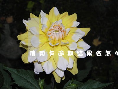 信用卡逾期结果会怎么样 信用卡逾期结果会怎么样
