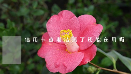 信用卡逾期结清了还能在用吗