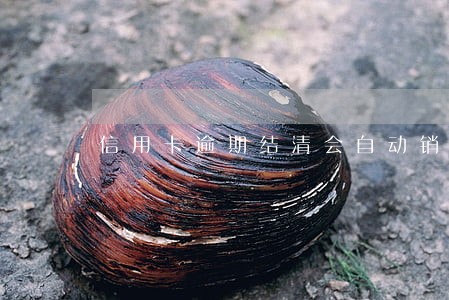 信用卡逾期结清会自动销卡吗 信用卡逾期结清会自动销卡吗