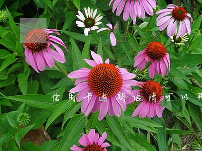 信用卡逾期结清可以开证明吗 信用卡逾期结清可以开证明吗