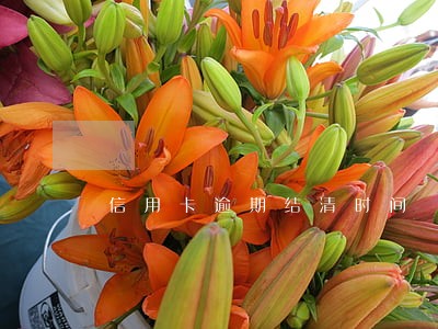 信用卡逾期结清时间 信用卡逾期结清时间
