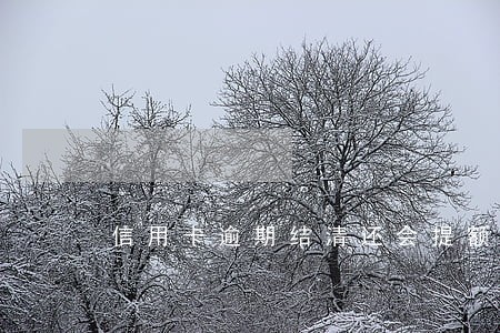 信用卡逾期结清还会提额吗 信用卡逾期结清还会提额吗