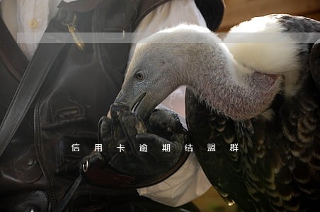 信用卡逾期结盟群