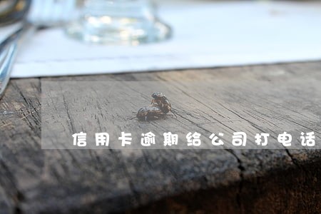 信用卡逾期给公司打电话怎么办