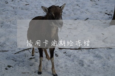 信用卡逾期给冻结 信用卡逾期给冻结