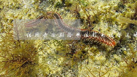 信用卡逾期给单位打电话合法吗 信用卡逾期给单位打电话合法吗