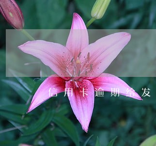 信用卡逾期给发邮件开庭 信用卡逾期给发邮件开庭