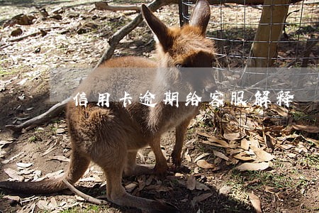 信用卡逾期给客服解释 信用卡逾期给客服解释