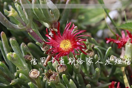 信用卡逾期给家人发短信说要抓捕 信用卡逾期给家人发短信说要抓捕