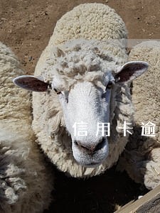 信用卡逾期给家里发信息 信用卡逾期给家里发信息