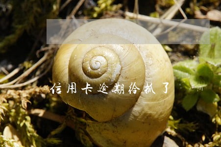 信用卡逾期给抓了 信用卡逾期给抓了