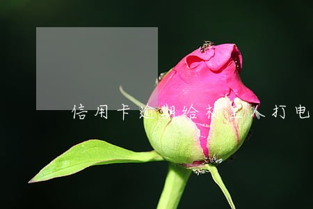 信用卡逾期给村里人打电话 信用卡逾期给村里人打电话