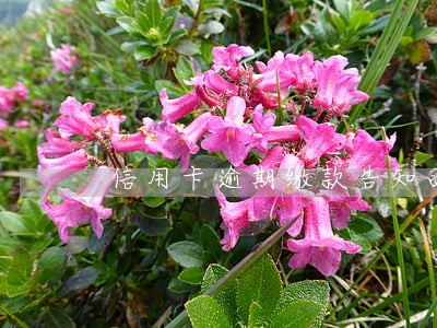 信用卡逾期缴款告知函的作用