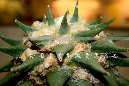 信用卡逾期缴费怎么办 信用卡逾期缴费怎么办