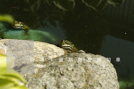 信用卡逾期缴费通知单