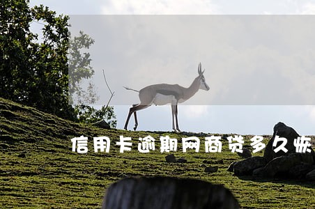 信用卡逾期网商贷多久恢复 信用卡逾期网商贷多久恢复