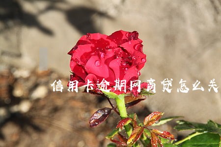 信用卡逾期网商贷怎么关了 信用卡逾期网商贷怎么关了