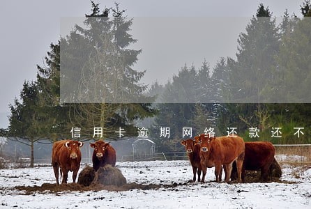 信用卡逾期网络还款还不了 信用卡逾期网络还款还不了