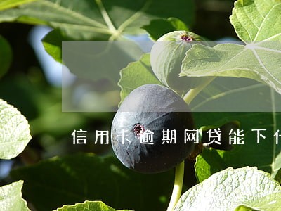 信用卡逾期网贷能下什么 信用卡逾期网贷能下什么