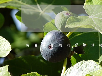 信用卡逾期网贷能借吗 信用卡逾期网贷能借吗