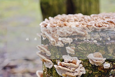 信用卡逾期网贷还能贷吗