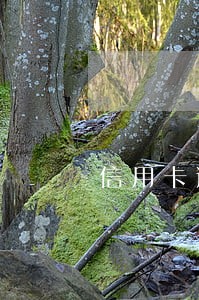 信用卡逾期网贷逾期能坐高铁吗