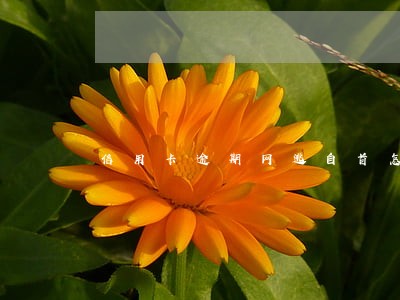 信用卡逾期网逃自首怎么处理 信用卡逾期网逃自首怎么处理