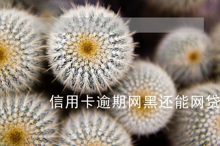 信用卡逾期网黑还能网贷吗 信用卡逾期网黑还能网贷吗