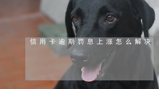 信用卡逾期罚息上涨怎么解决 信用卡逾期罚息上涨怎么解决