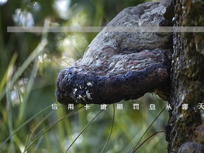 信用卡逾期罚息从哪天开始 信用卡逾期罚息从哪天开始
