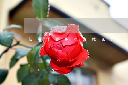 信用卡逾期罚息减免群 信用卡逾期罚息减免群