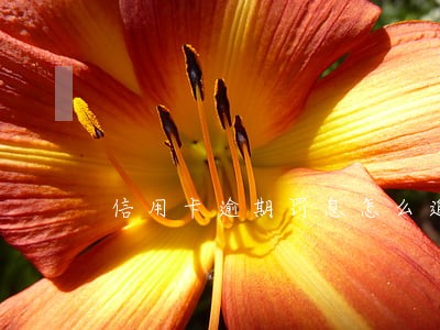 信用卡逾期罚息怎么追回来 信用卡逾期罚息怎么追回来
