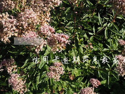 信用卡逾期罚息最高不能超过多少 信用卡逾期罚息最高不能超过多少