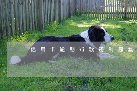 信用卡逾期罚款还利息怎么算 信用卡逾期罚款还利息怎么算