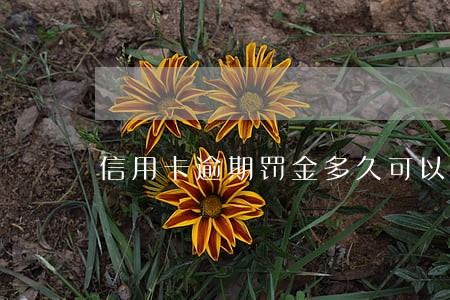 信用卡逾期罚金多久可以终止 信用卡逾期罚金多久可以终止
