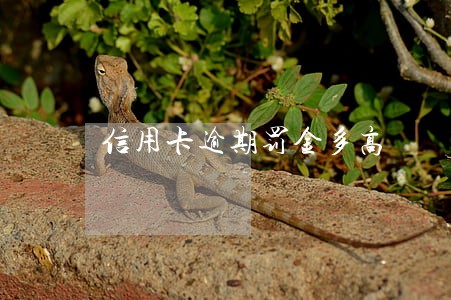 信用卡逾期罚金多高 信用卡逾期罚金多高