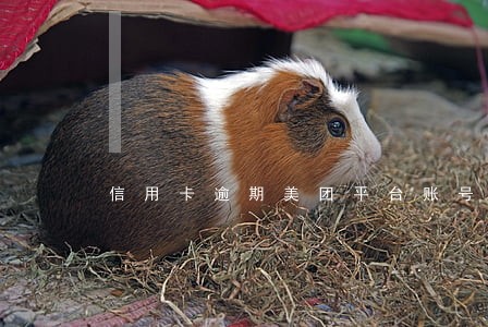 信用卡逾期美团平台账号会冻结吗