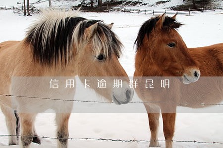 信用卡逾期群昆明