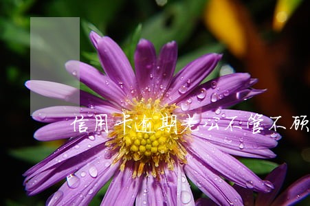 信用卡逾期老公不管不顾