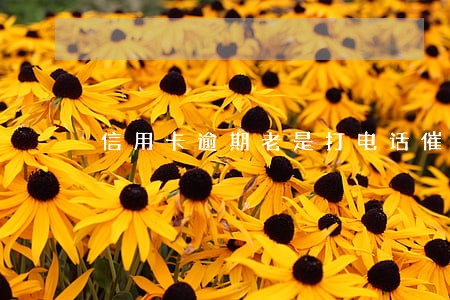 信用卡逾期老是打电话催收 信用卡逾期老是打电话催收