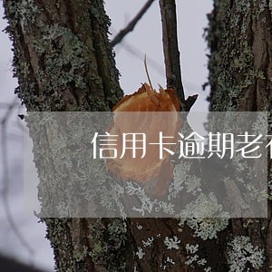 信用卡逾期老有人打电话催