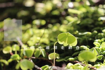 信用卡逾期老赖查询
