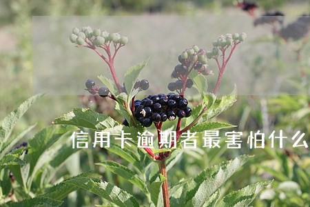信用卡逾期者最害怕什么 信用卡逾期者最害怕什么